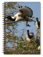 Acacia Tree Spiral Notebooks