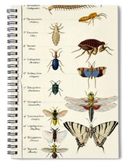 Designs Similar to Vintage Insects print