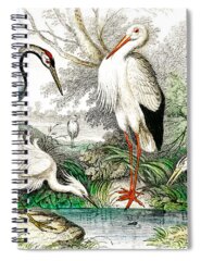 Common Egret Spiral Notebooks