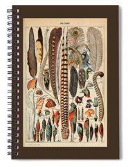Contour Feathers Spiral Notebooks