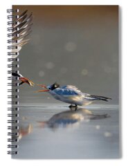 Common Tern Spiral Notebooks