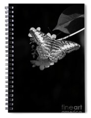 South Asia Butterfly Spiral Notebooks