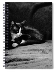 Kitten Spiral Notebooks