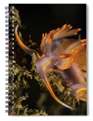 Anacapa Spiral Notebooks