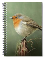 Robin Redbreast Spiral Notebooks