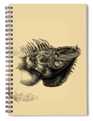 Iguana Mexico Spiral Notebooks