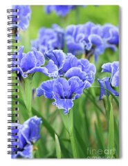 Siberian Iris Spiral Notebooks