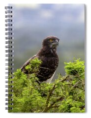 Martial Eagle Spiral Notebooks