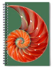 Fractal Spiral Notebooks