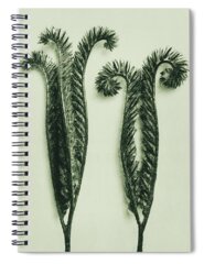 Lacy Spiral Notebooks