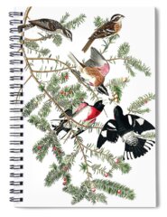 Rose-breasted Grosbeak Spiral Notebooks