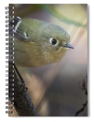 Ruby-crowned Kinglet Birds Spiral Notebooks