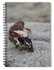 Snow Bunting Spiral Notebooks