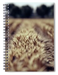 Pampas Grass Spiral Notebooks