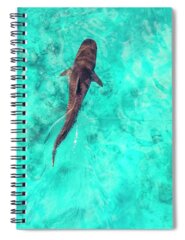 Prehistoric Shark Spiral Notebooks
