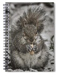 Eastern Gray Squirrel Spiral Notebooks