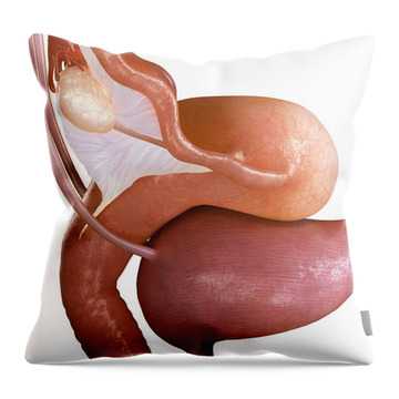 Female Reproductive System Throw Pillows
