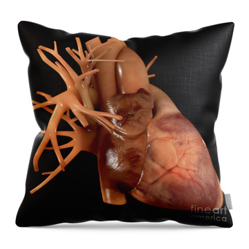 Designs Similar to Heart Anatomy #10