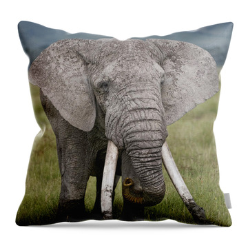 Elephant Ear Throw Pillows