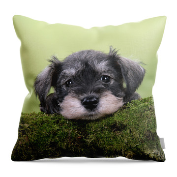 Miniature Schnauzer Puppy #4 Throw Pillow