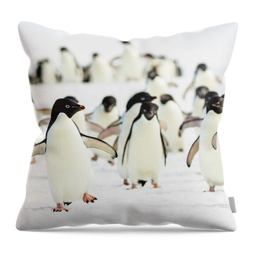 Adelie Penguin Throw Pillows