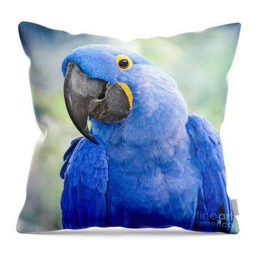Hyacinth Macaw Throw Pillows