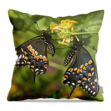 Papilio Polyxenes Throw Pillows