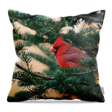 Male Cardinal Throw Pillows