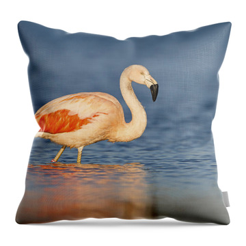 Chilean Flamingo Throw Pillows
