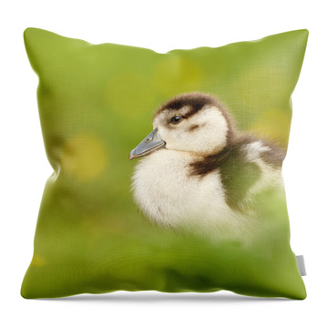 Sping Throw Pillows