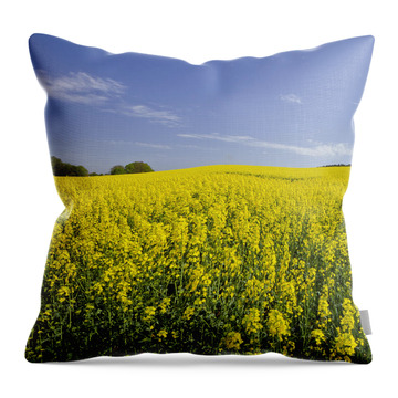 Designs Similar to Field of Rapeseeds