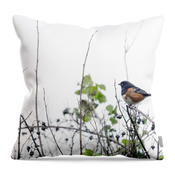 Spotted Towhee Throw Pillows