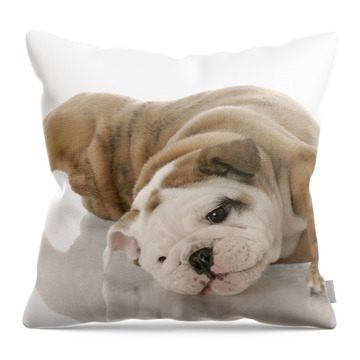 English Bull Dog Throw Pillows