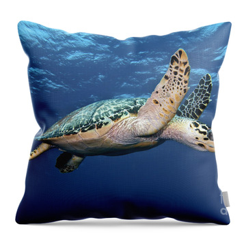 Hawksbill Turtle Throw Pillows