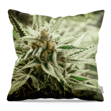 Marijuana Throw Pillows