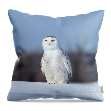 My Favorite Owl Throw Pillows