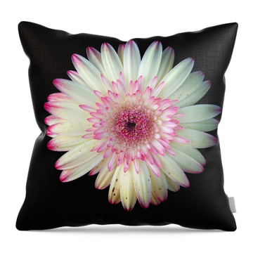 Designs Similar to Pink white flower on black