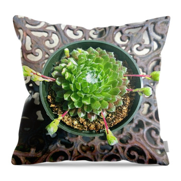 Designs Similar to #succulent With Chicks! Today's