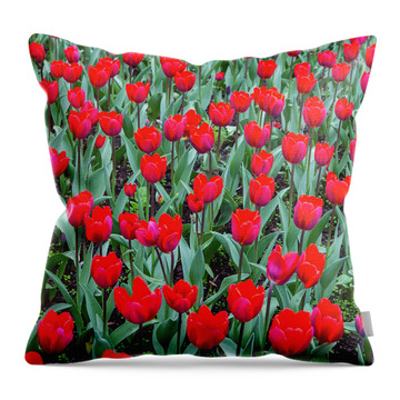 Designs Similar to Tulips in Kristiansund, Norway