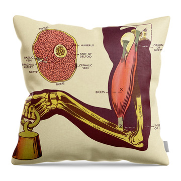 Skeletal Muscle Throw Pillows