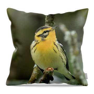 Blackburnian Warbler Throw Pillows