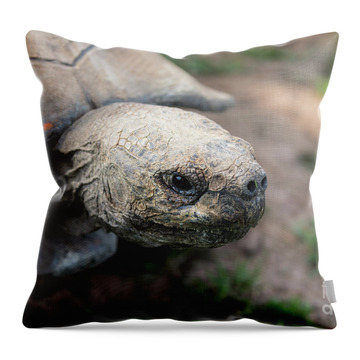 Galapagos Tortoise Throw Pillows