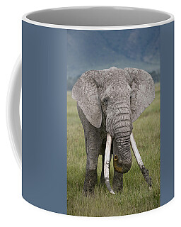 Elephant Ear Coffee Mugs