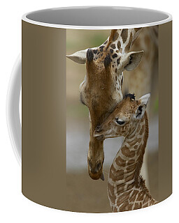 Baringo Giraffe Coffee Mugs