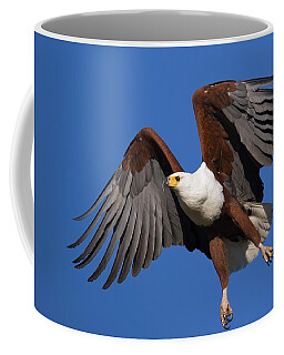 African Fish Eagle Coffee Mugs