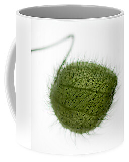 Milkweed Pods Coffee Mugs