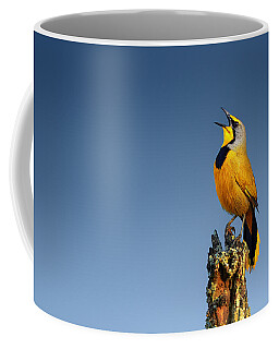 Eastern Blue Bird Coffee Mugs