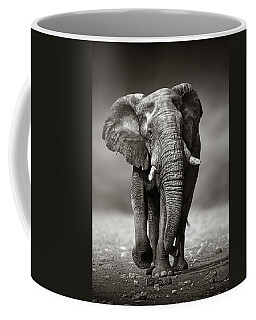 African Elephant Coffee Mugs