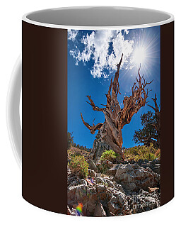 Bristlecone Pine Coffee Mugs