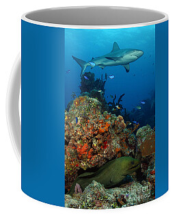Black Tip Shark Coffee Mugs